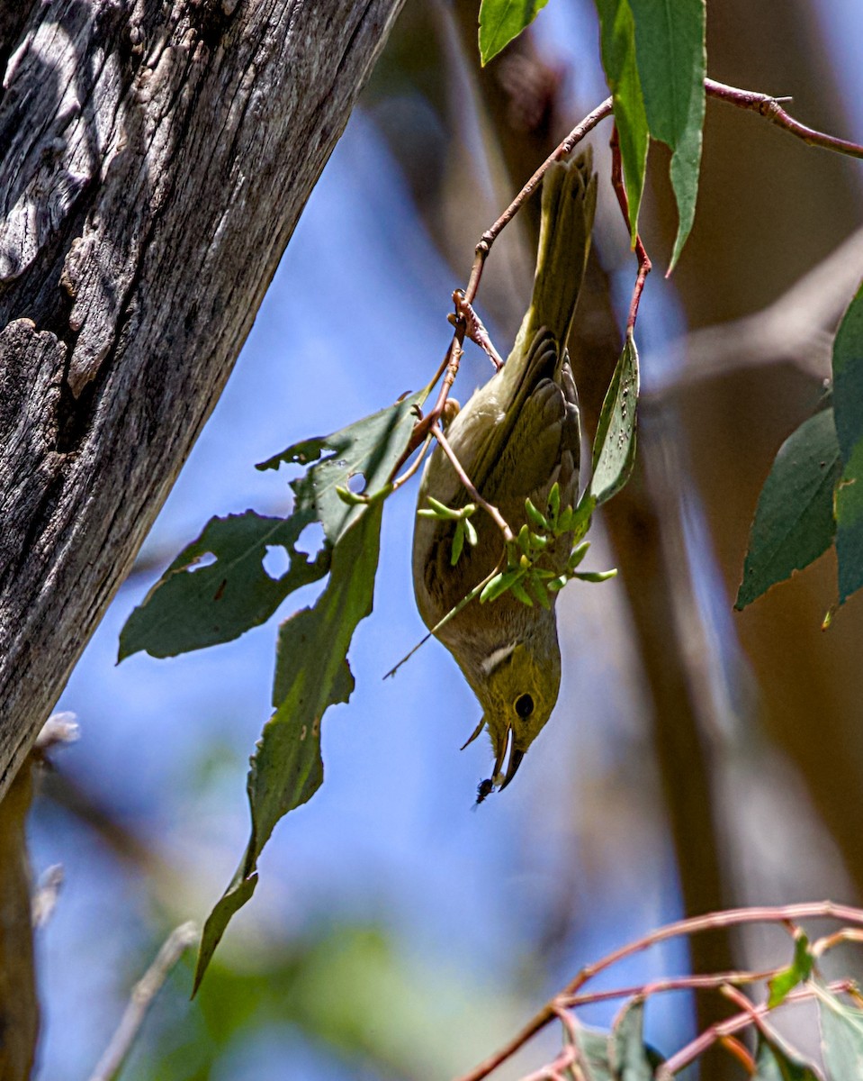 White-plumed Honeyeater - ML646436822