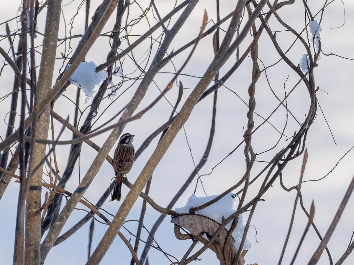 Meadow Bunting - ML646436825