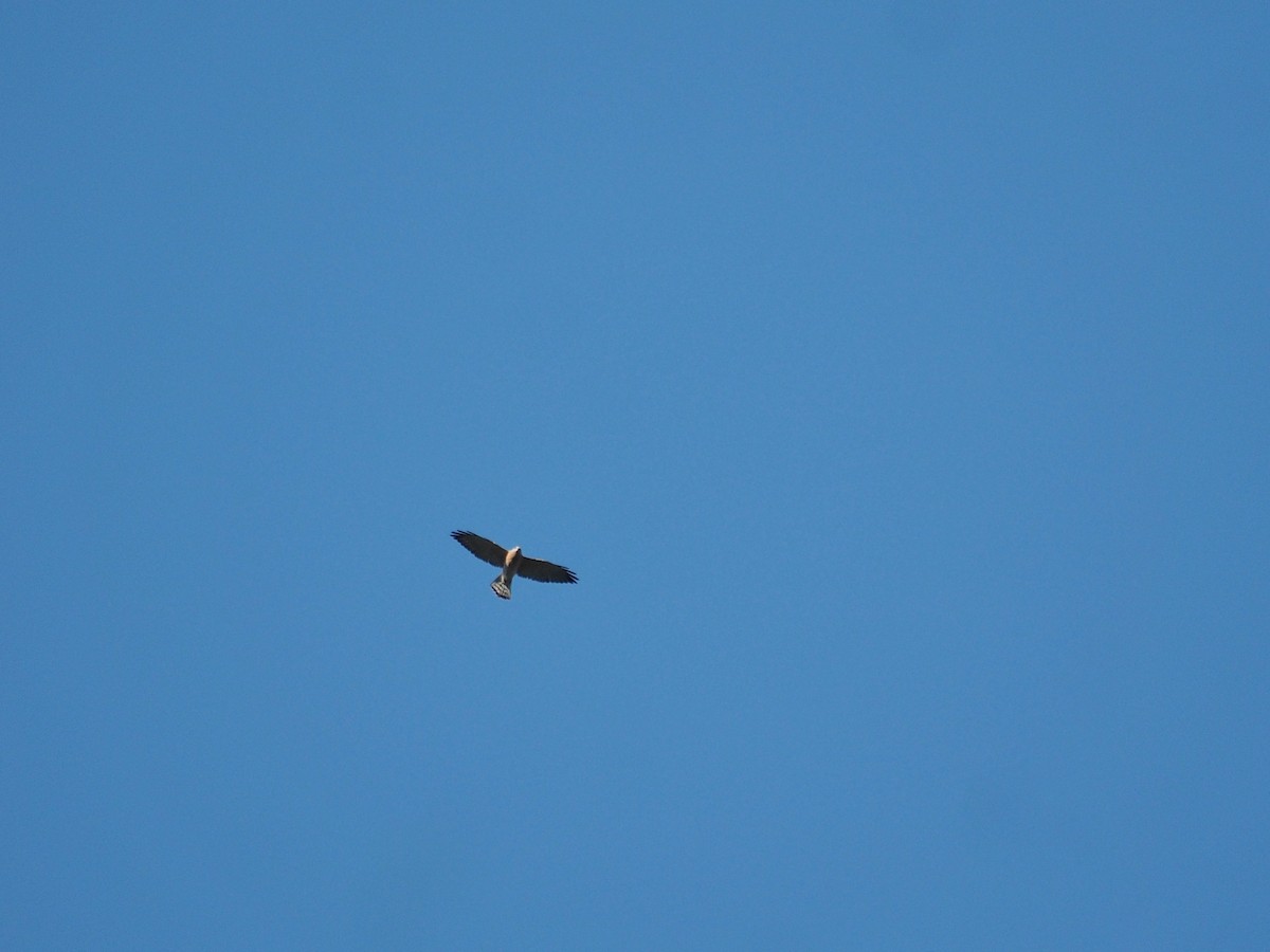 Levant Sparrowhawk - ML646436826