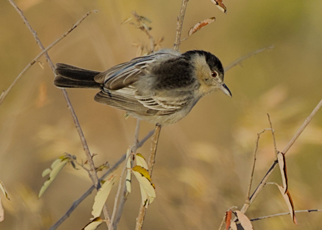 Black-backed Puffback (White-winged) - ML646436828