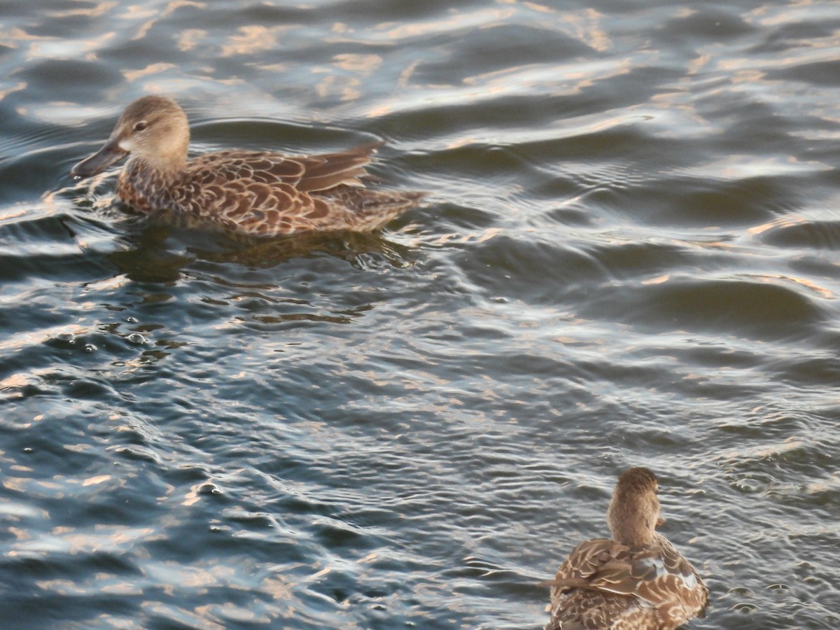 Blue-winged/Cinnamon Teal - ML646436830