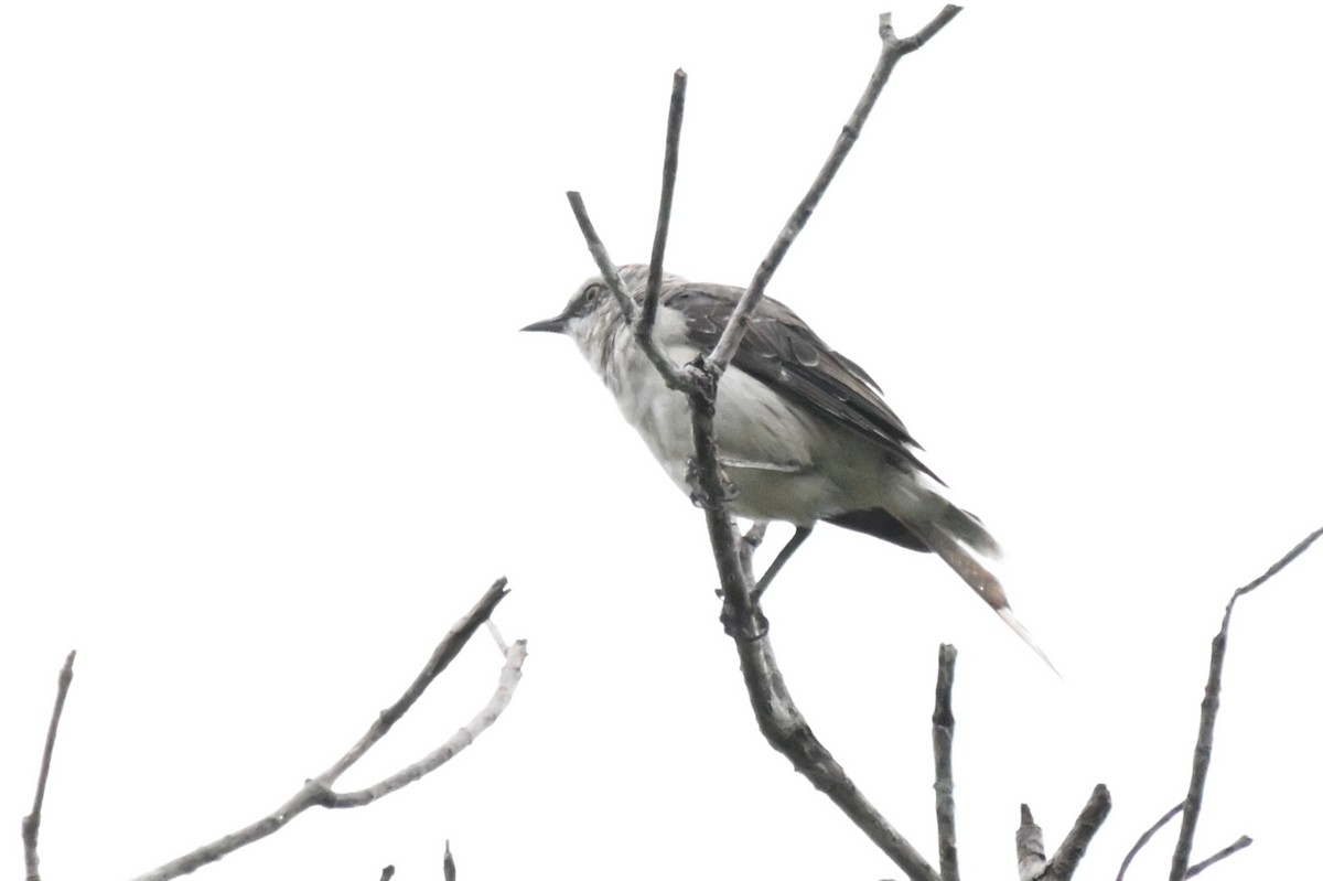 Tropical Mockingbird - ML646436831
