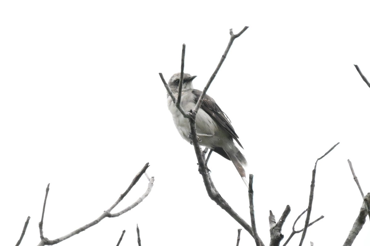 Tropical Mockingbird - ML646436832