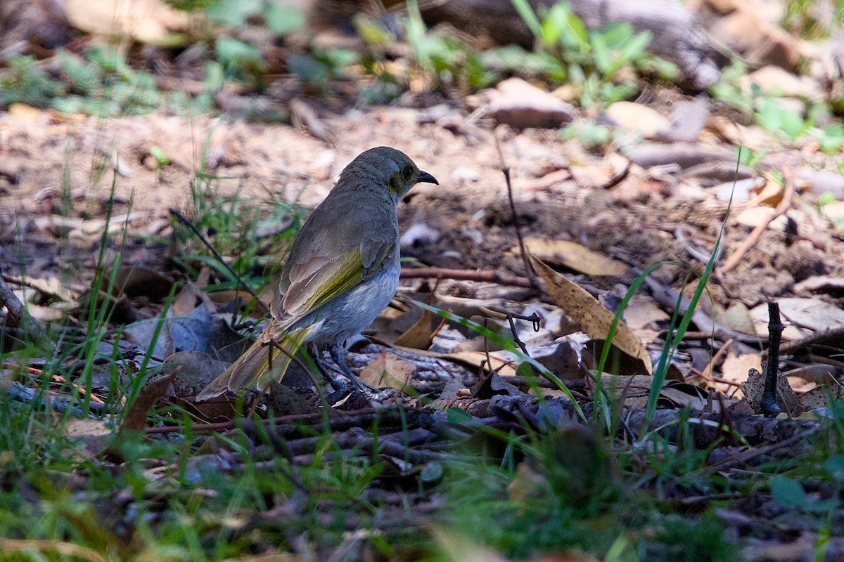 Fuscous Honeyeater - ML646436833