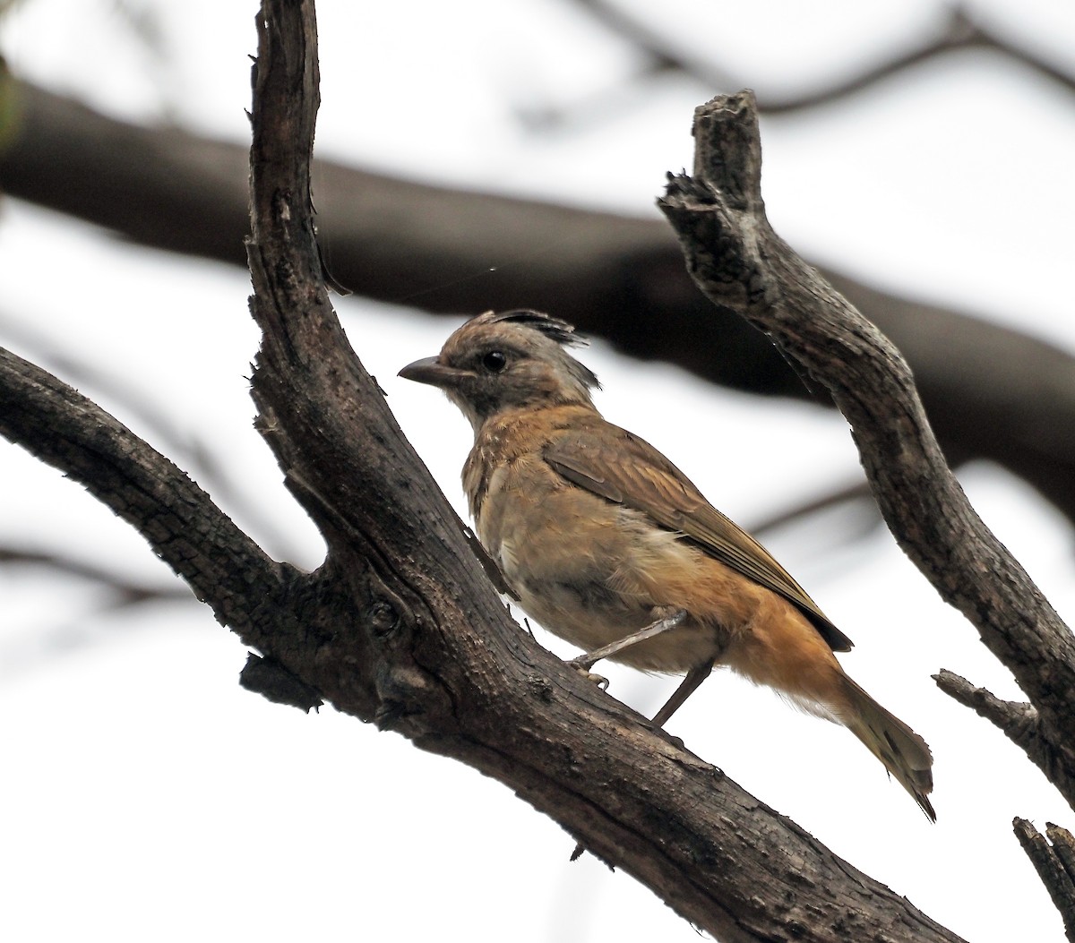 Crested Bellbird - ML646436835
