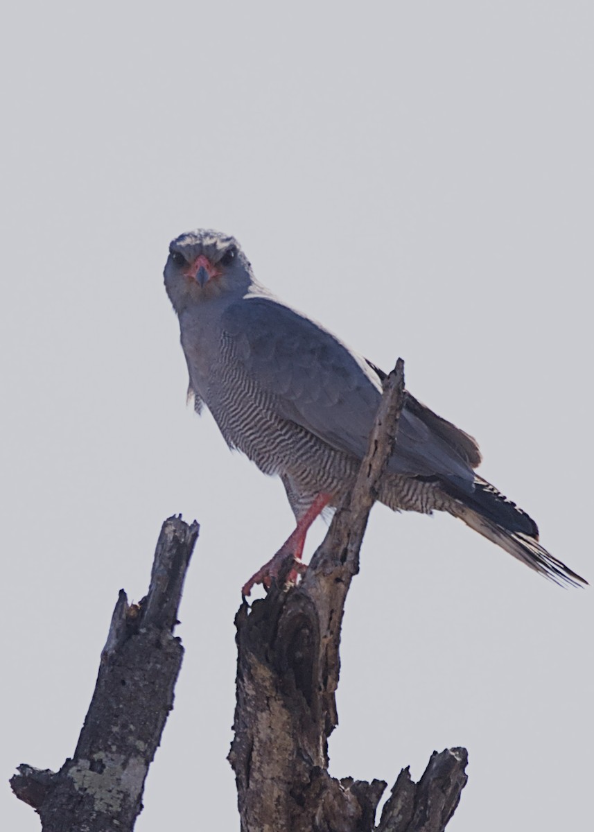 נץ קולני אפור - ML646436838