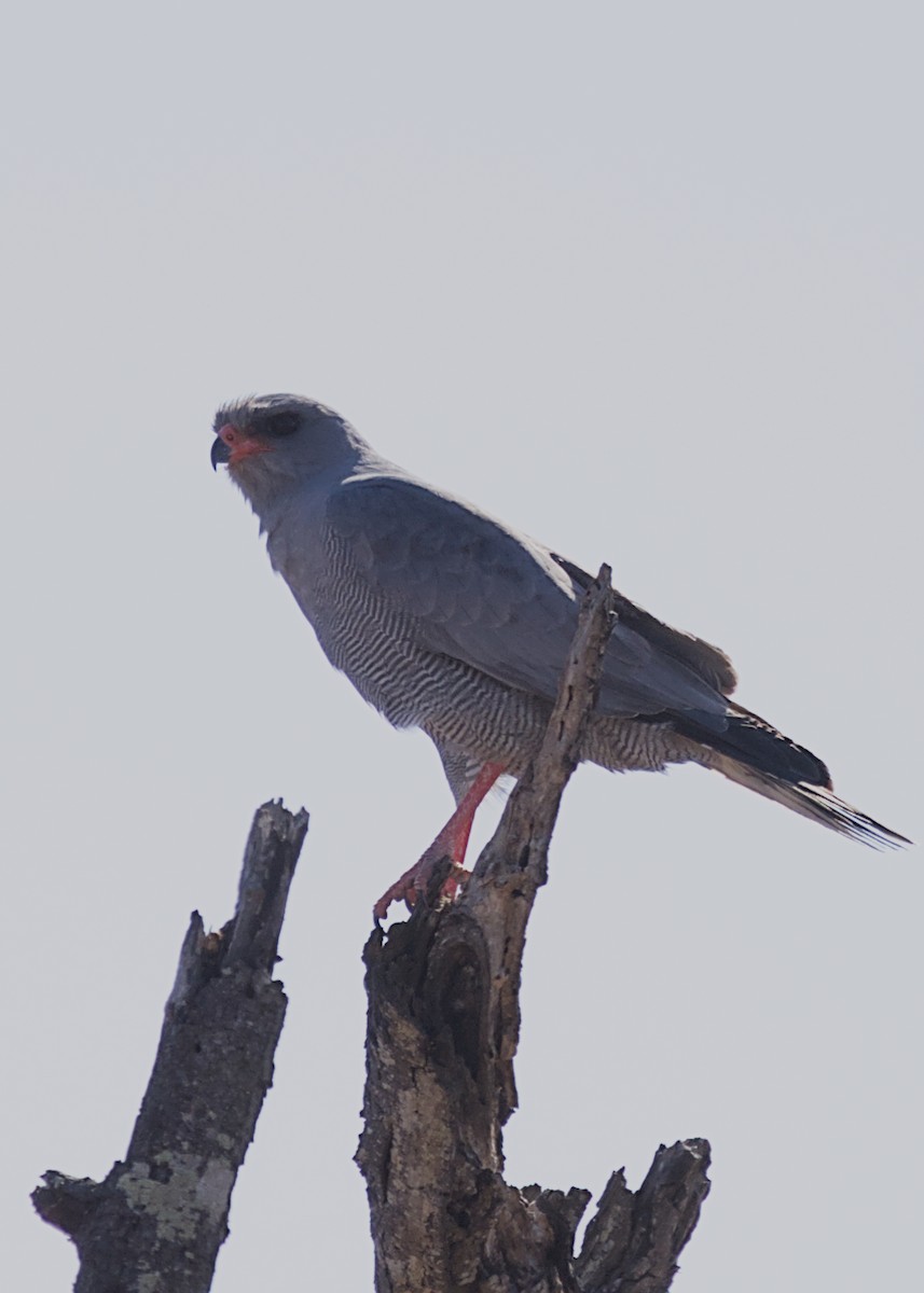 נץ קולני אפור - ML646436839