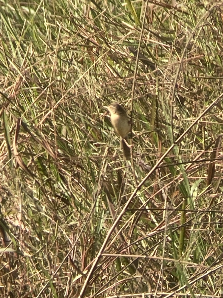Plain Prinia - ML646436840