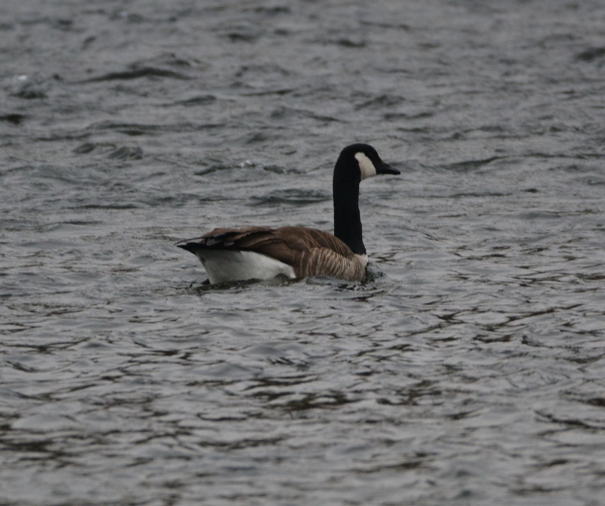 Canada Goose - ML646436841