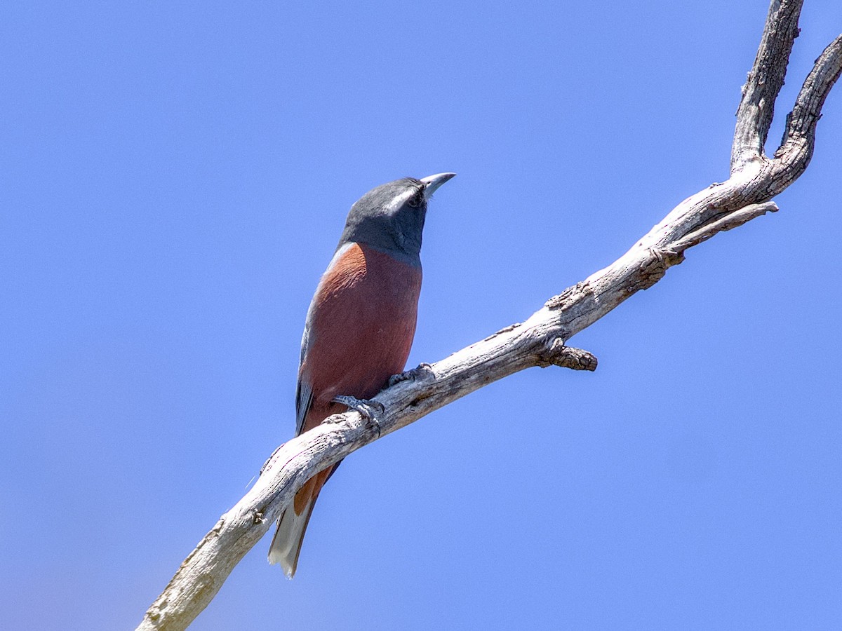 White-browed Woodswallow - ML646436842