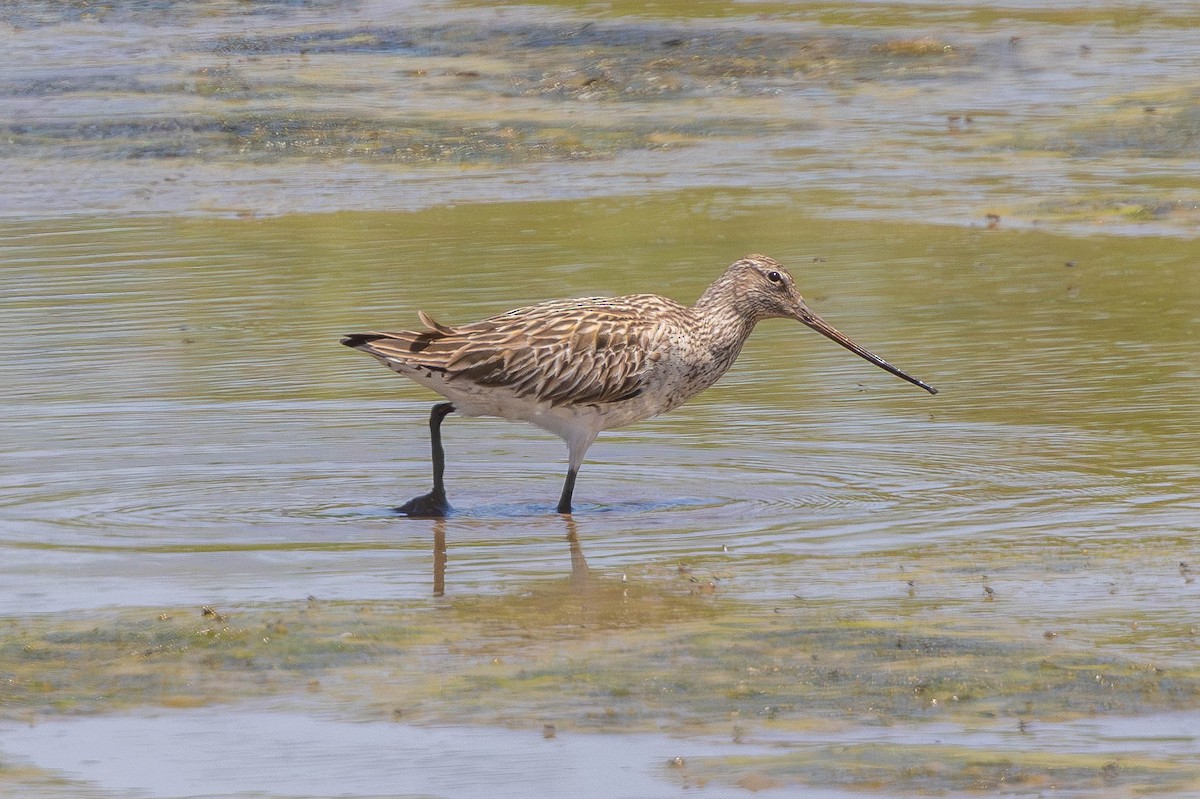 Kıyı Çamurçulluğu - ML646436845