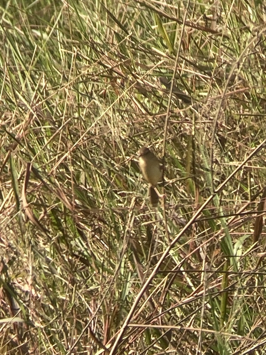 Plain Prinia - ML646436846