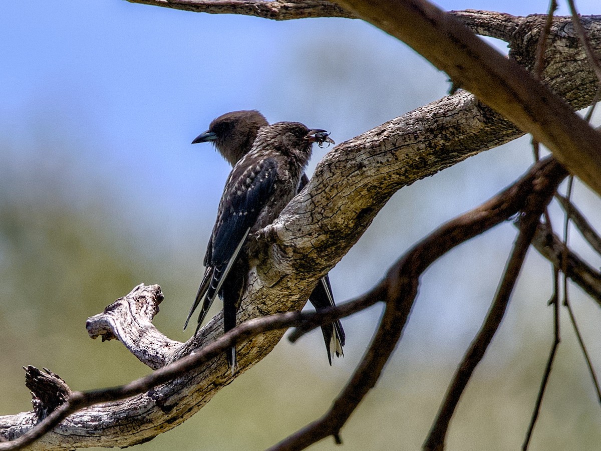 Dusky Woodswallow - ML646436847