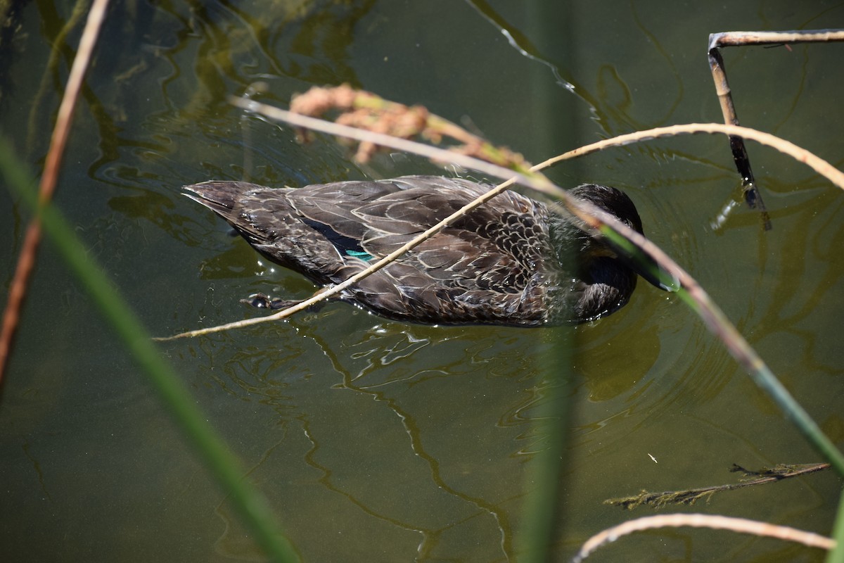 Pacific Black Duck - ML646436850