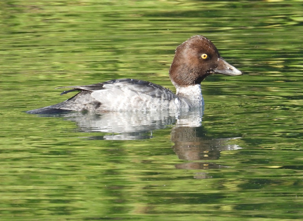 Common Goldeneye - ML646436851