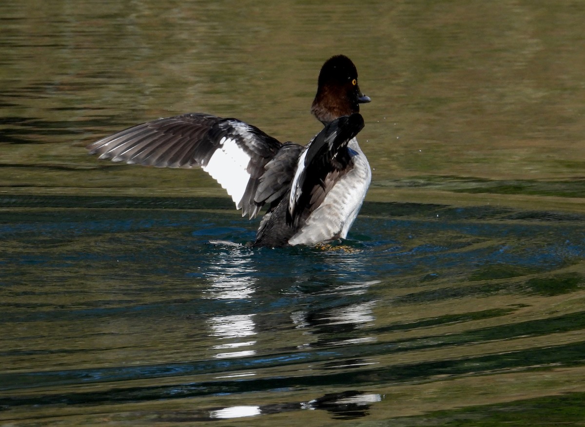 Common Goldeneye - ML646436852