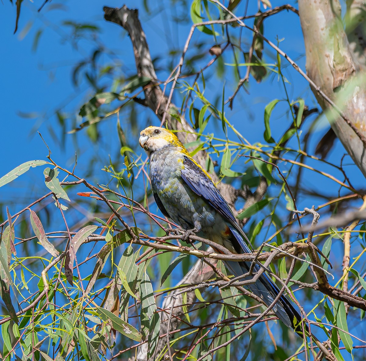 Pale-headed Rosella - ML646436853