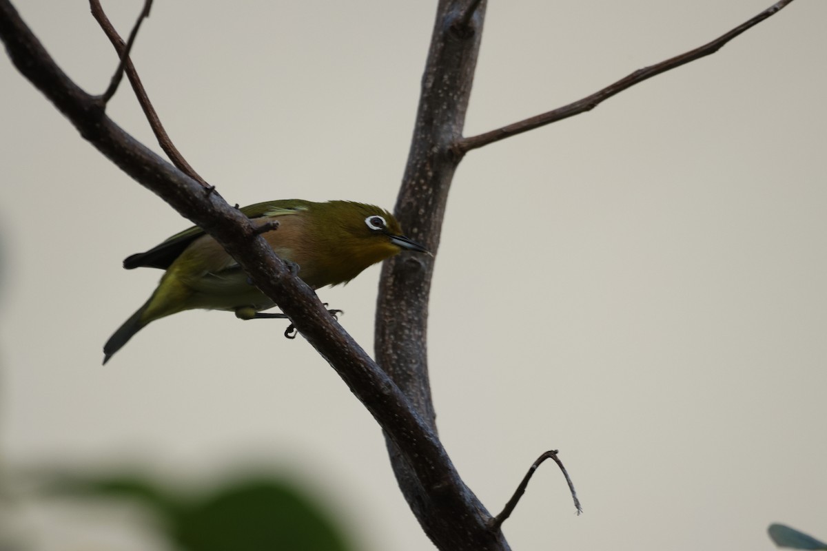 Warbling White-eye - ML646436854