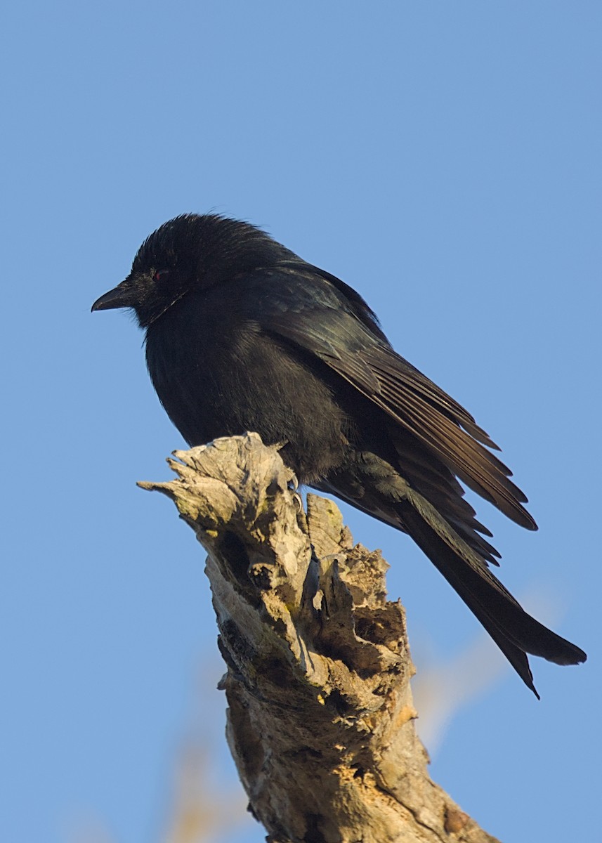 Fork-tailed Drongo - ML646436857