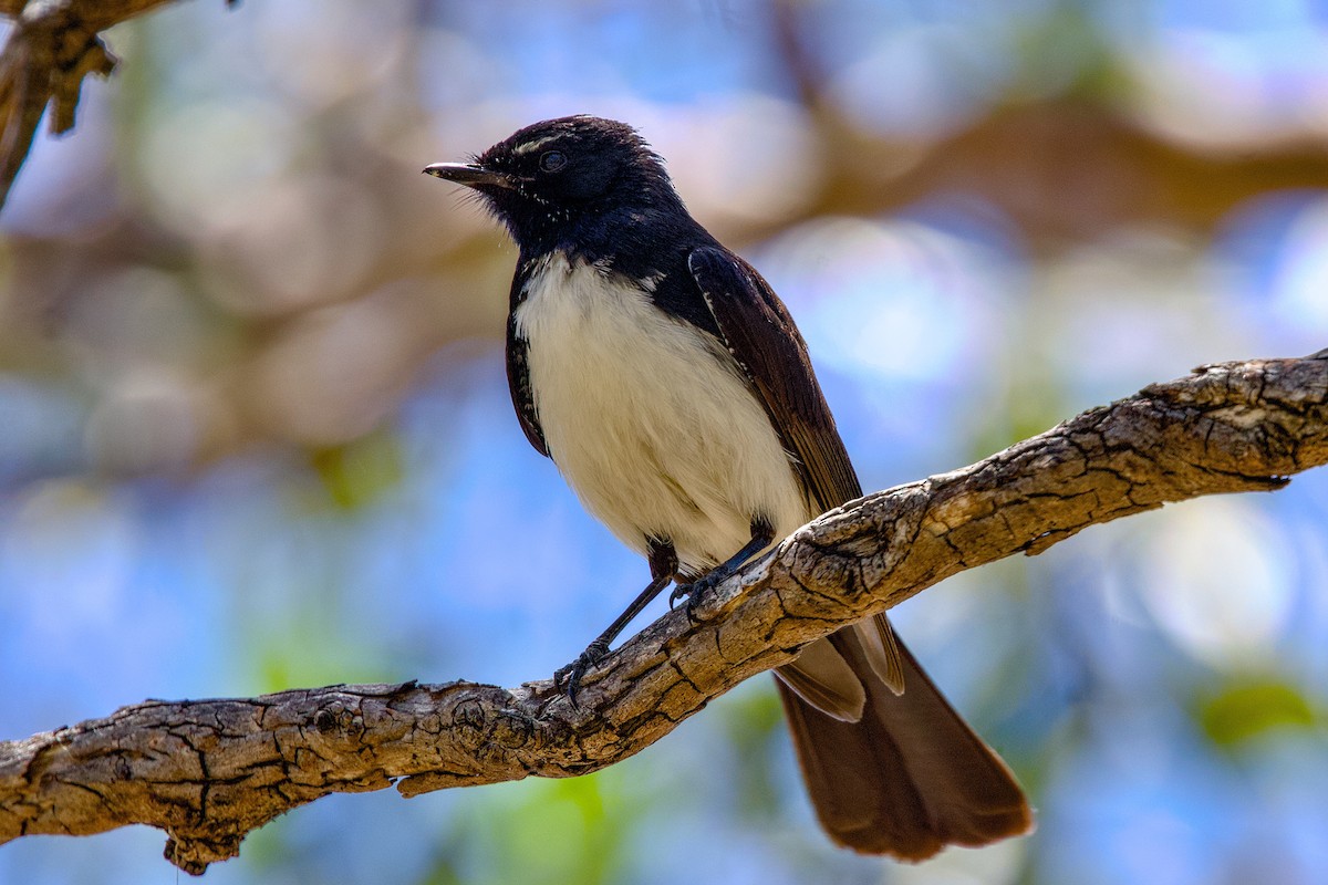 Willie-wagtail - ML646436858