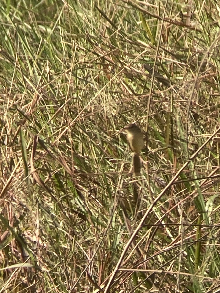 Plain Prinia - ML646436860
