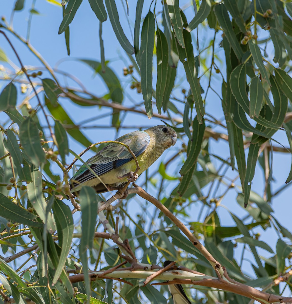 Red-rumped Parrot - ML646436861