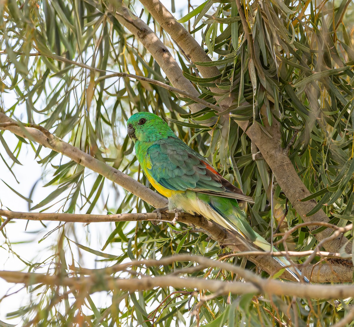 Red-rumped Parrot - ML646436862