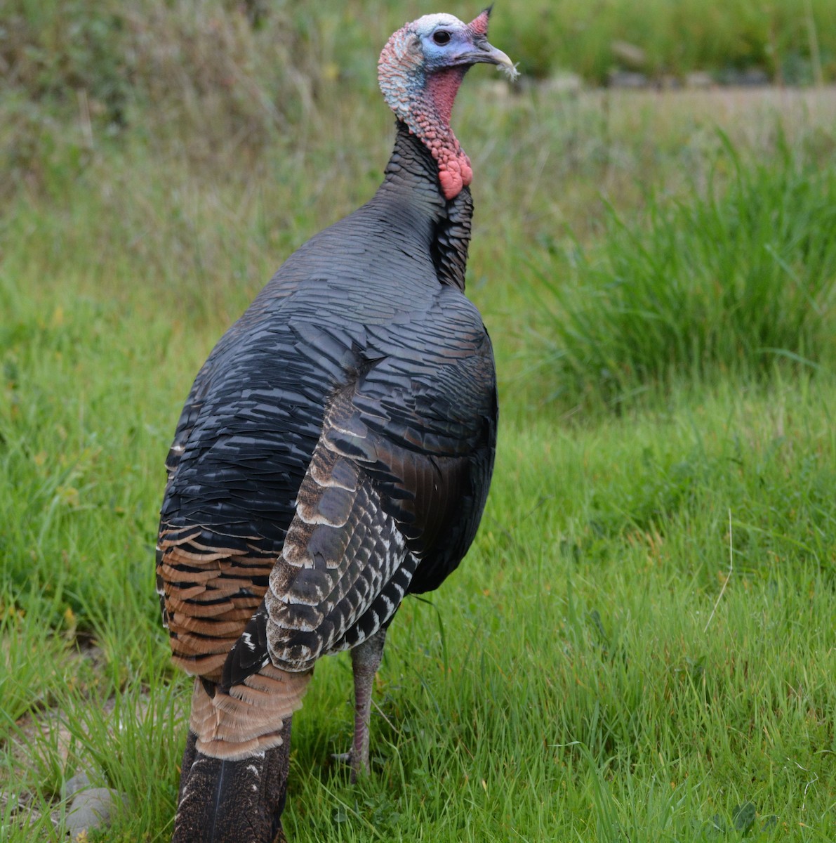 シチメンチョウ - ML646436864