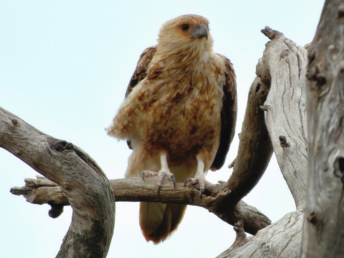 luňák hvízdavý - ML646436865