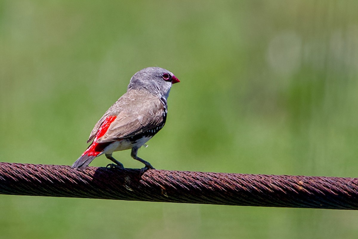 Diamond Firetail - ML646436867