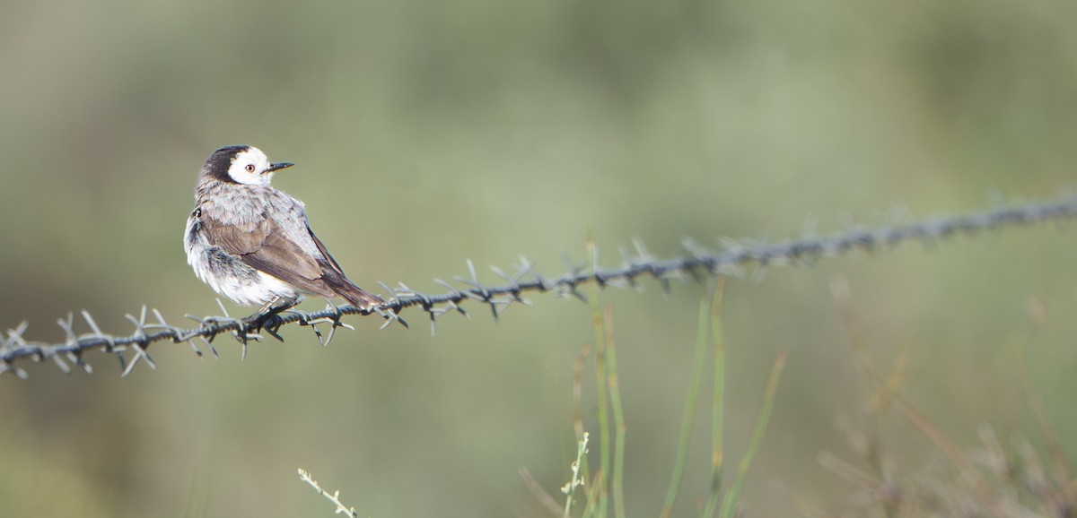 White-fronted Chat - ML646436868