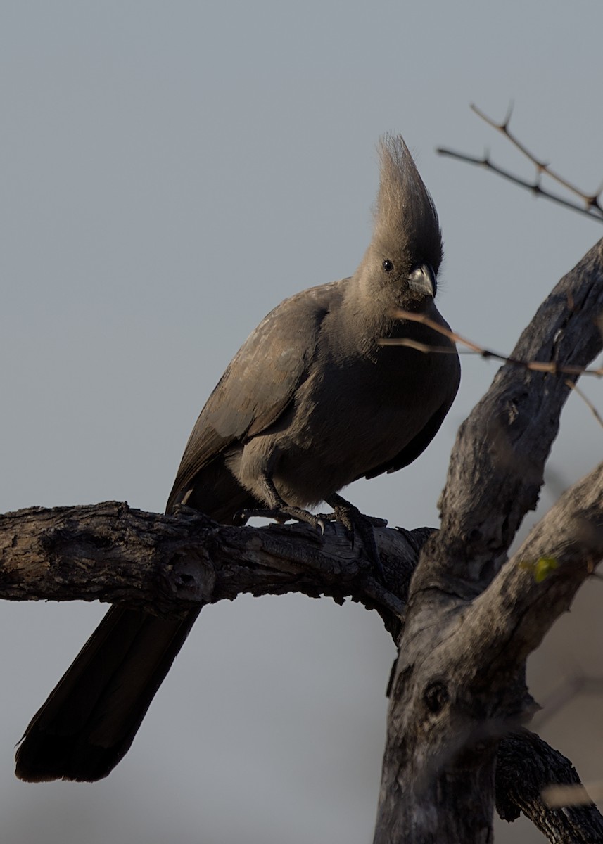 Gray Go-away-bird - ML646436869