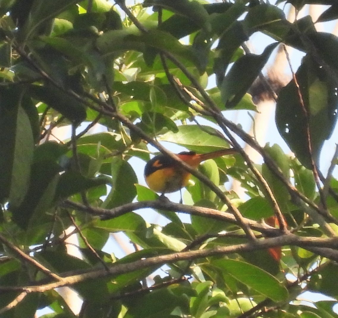 Fiery Minivet - ML646436872