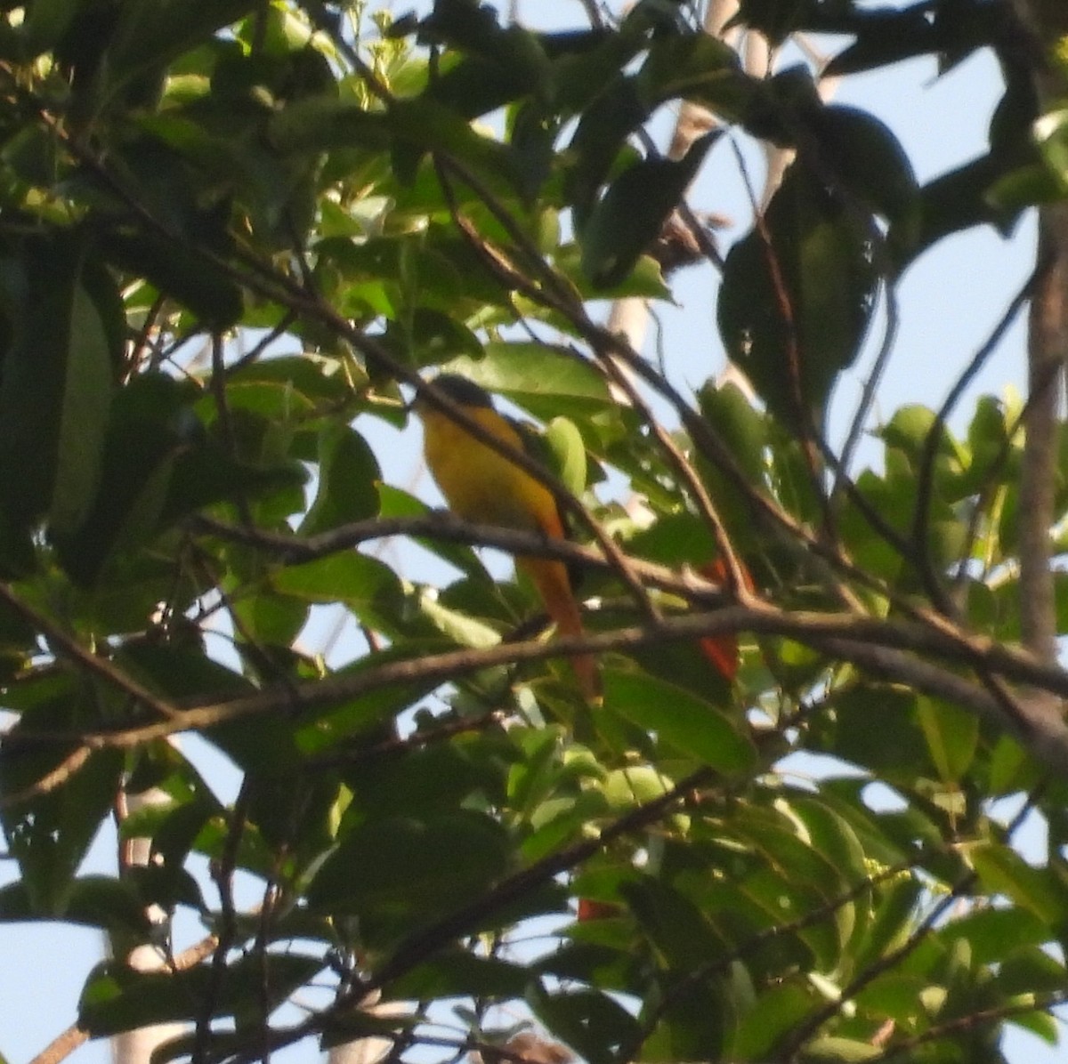 Fiery Minivet - ML646436873