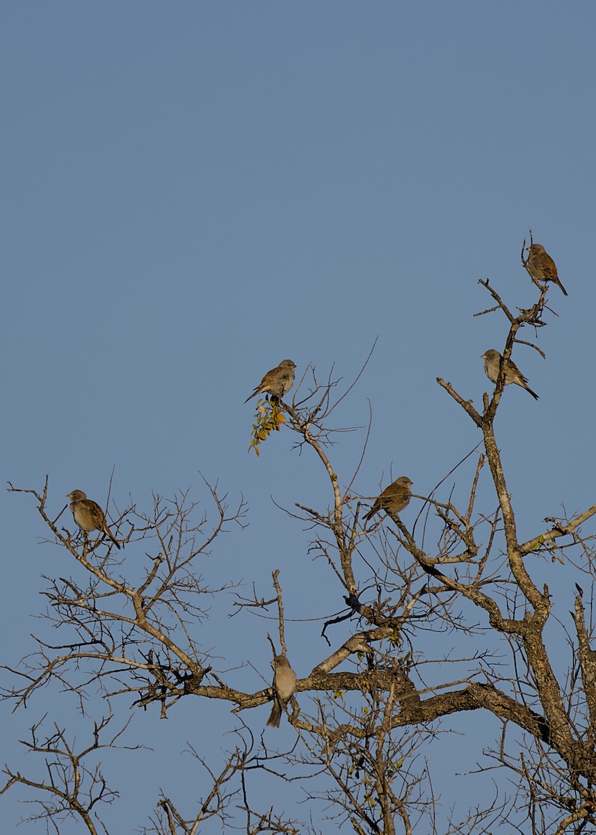 Southern Gray-headed Sparrow - ML646436876