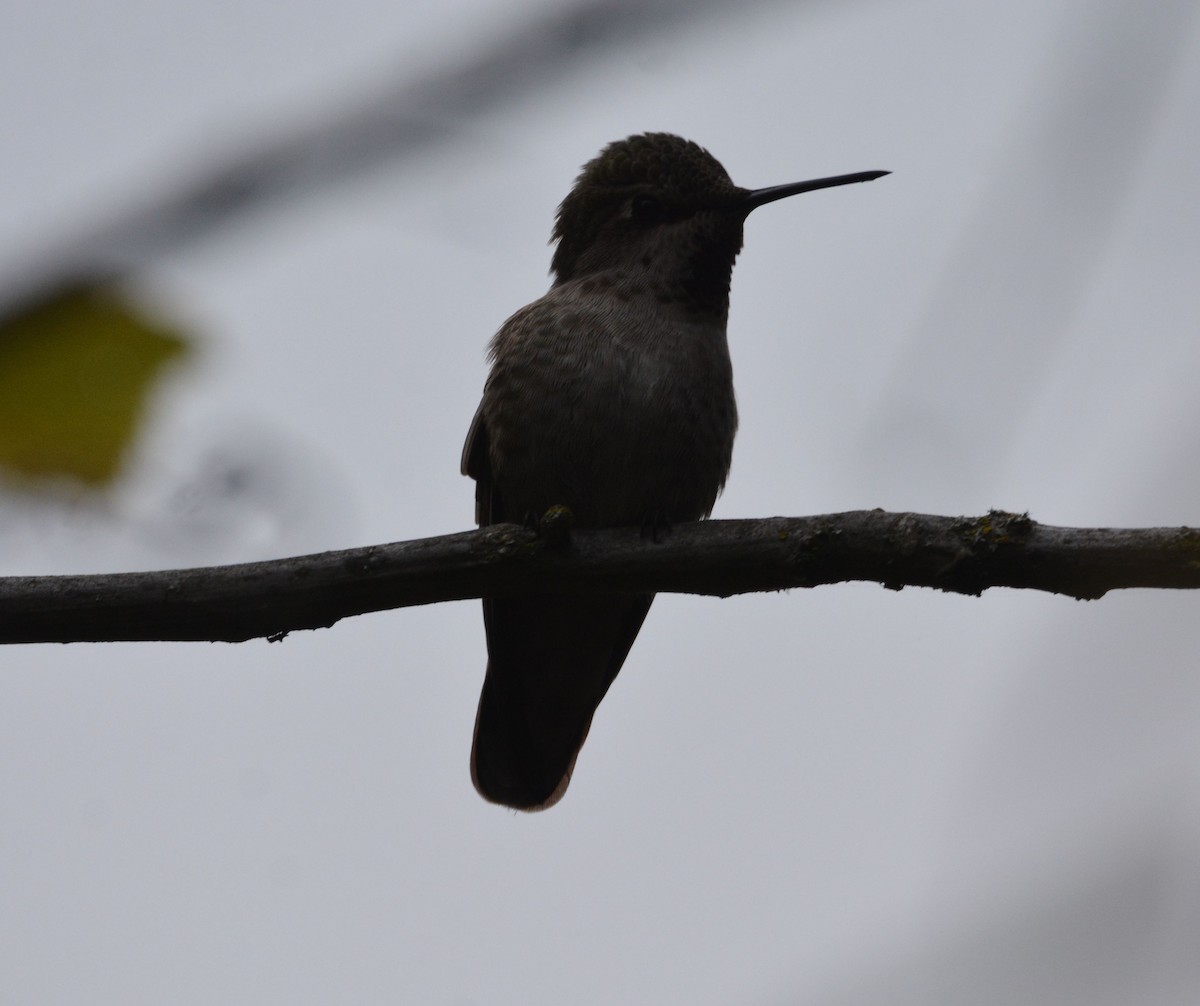 Anna's Hummingbird - ML646436878
