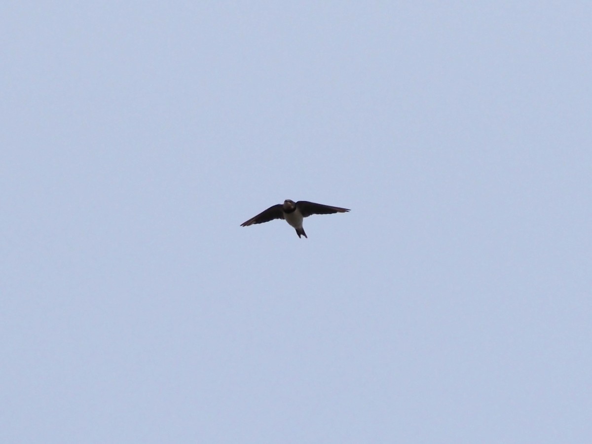 Barn Swallow - ML646436879