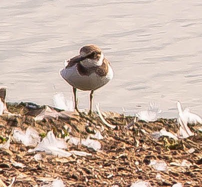 Common Ringed Plover - ML646436880