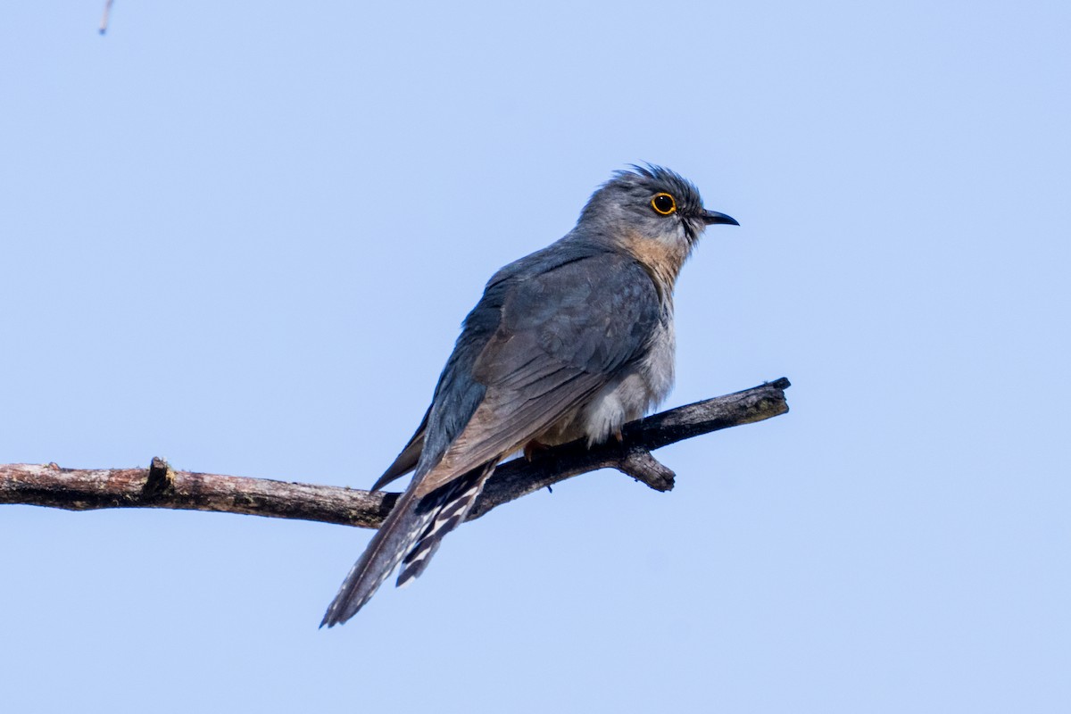 Fan-tailed Cuckoo - ML646436881