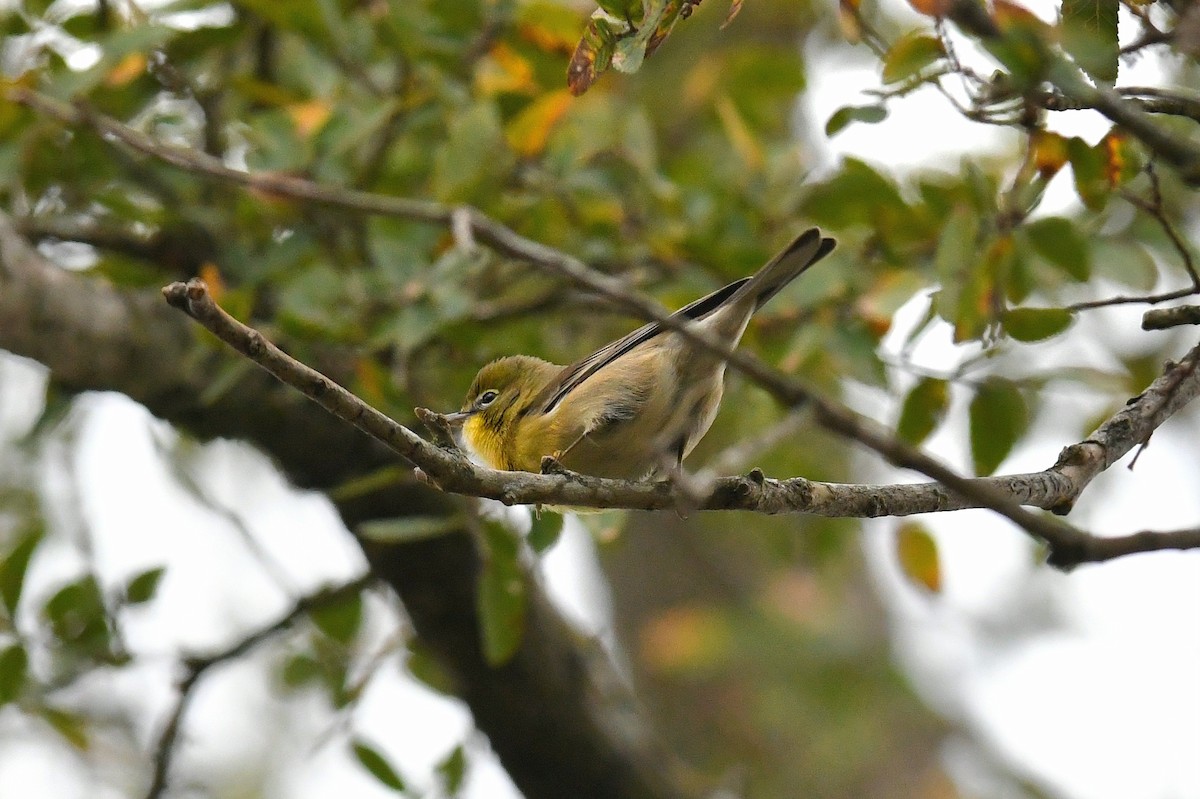 Pine Warbler - ML646436882