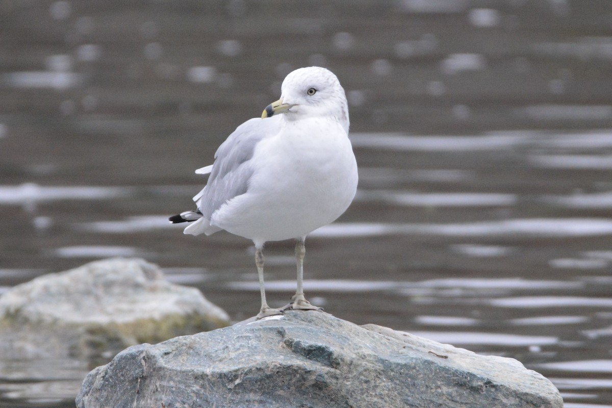 Ring-billed Gull - ML646436883