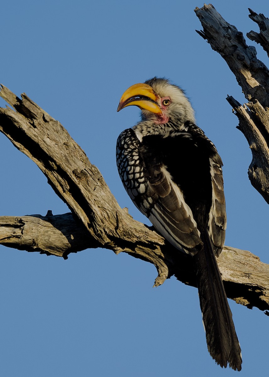 Southern Yellow-billed Hornbill - ML646436886