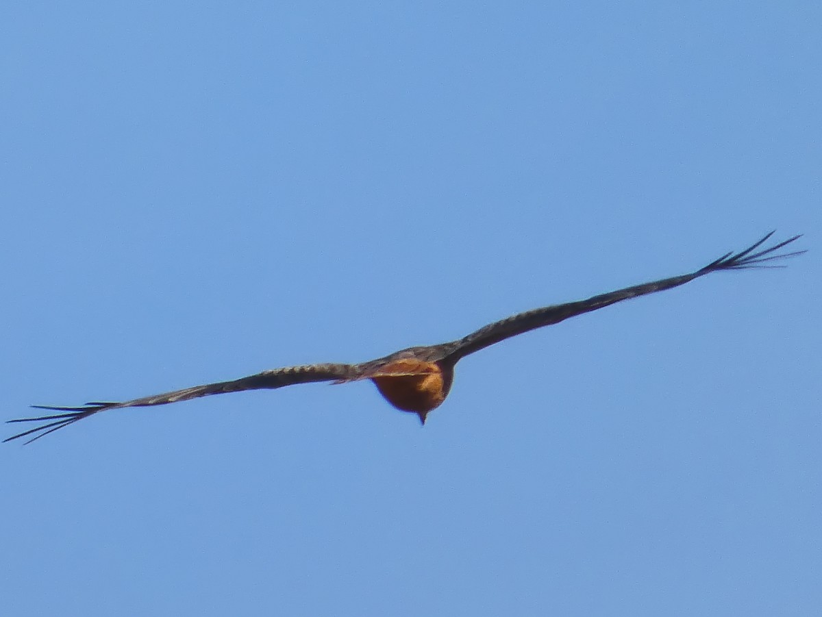 Red Kite - ML646436887