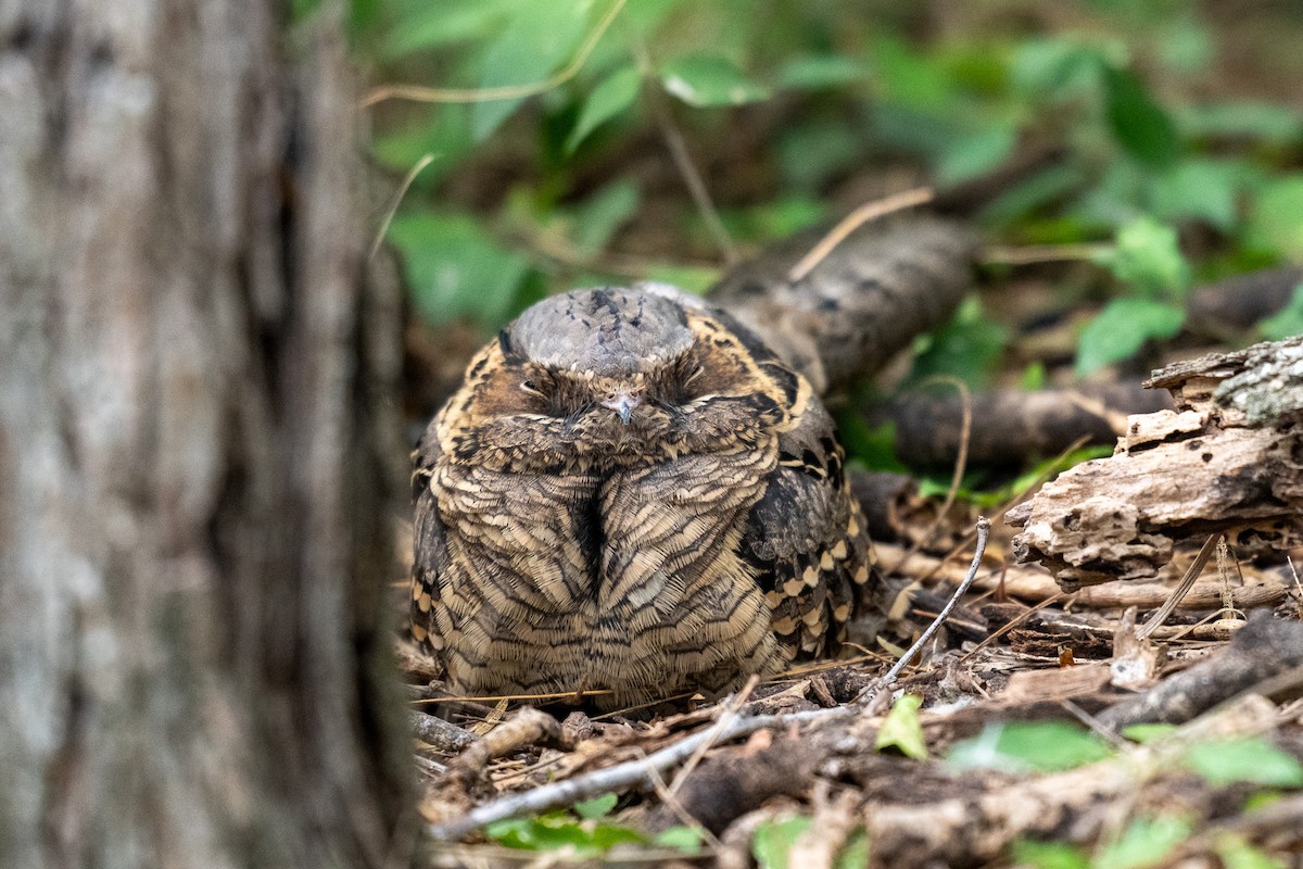 Common Pauraque - ML646436891