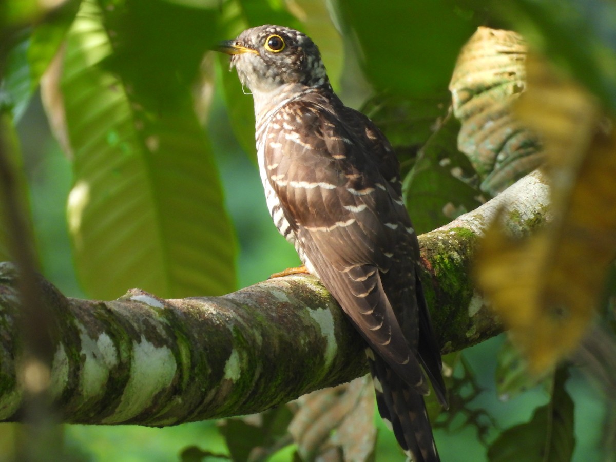 Indian Cuckoo - ML646436892