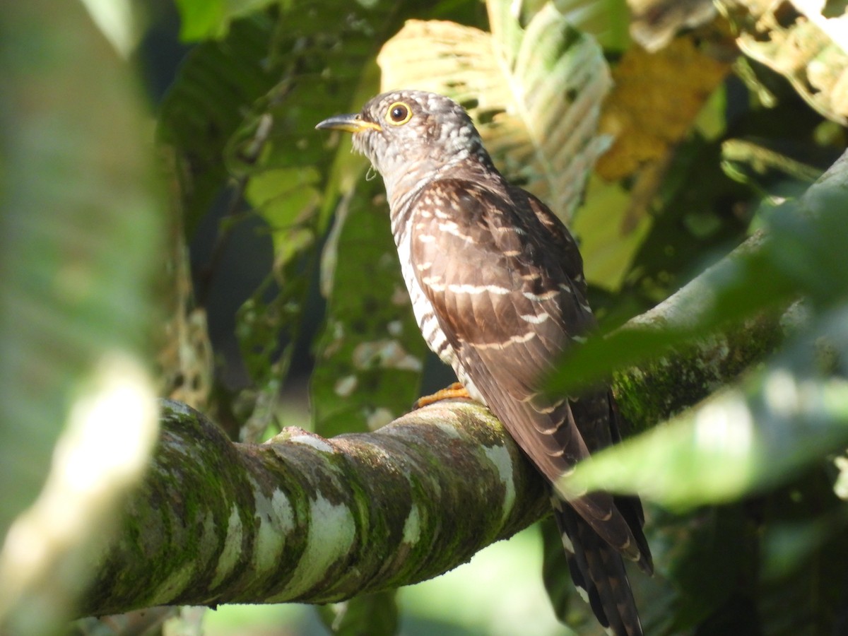 Indian Cuckoo - ML646436893