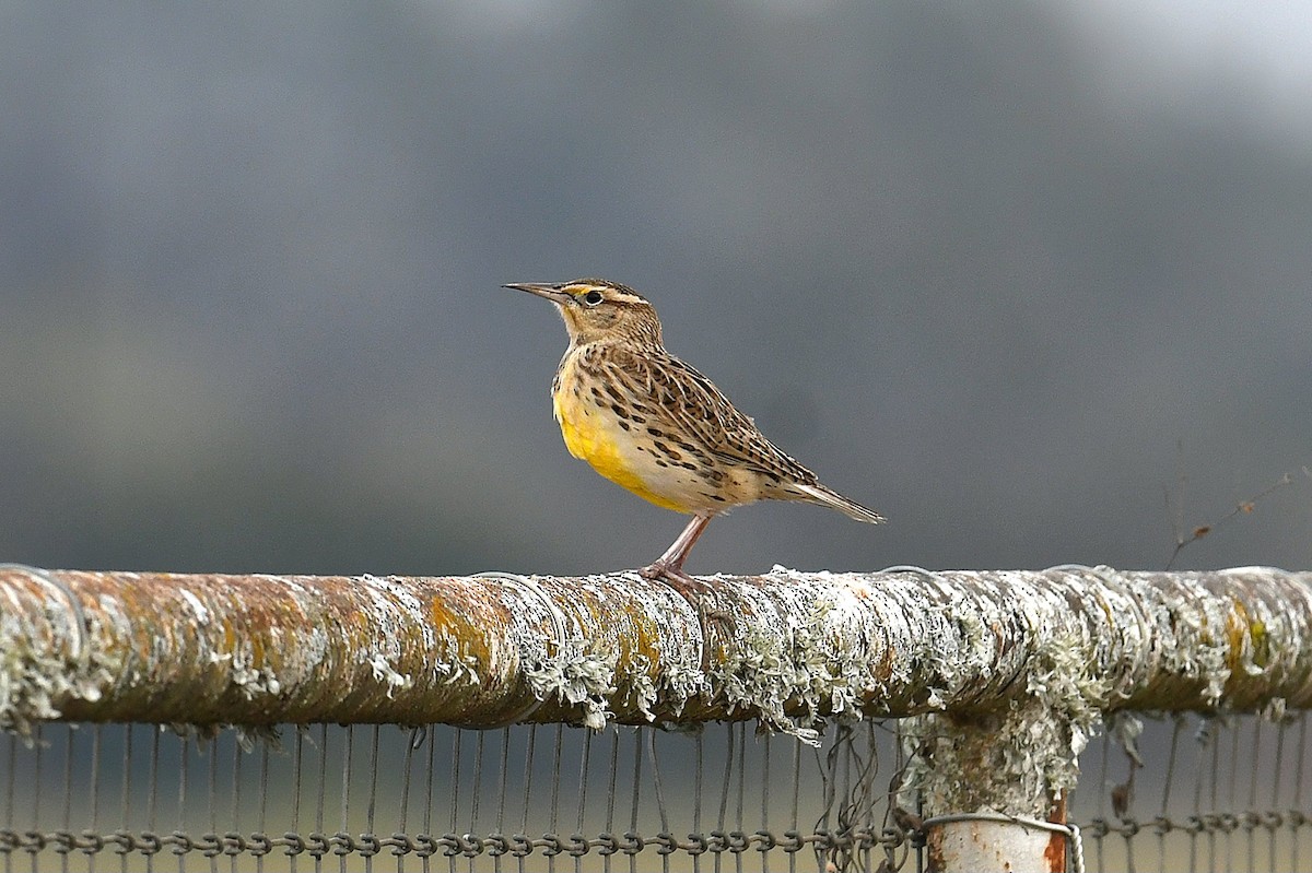 Western Meadowlark - ML646436896