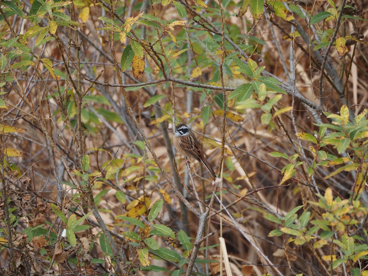 Meadow Bunting - ML646436897