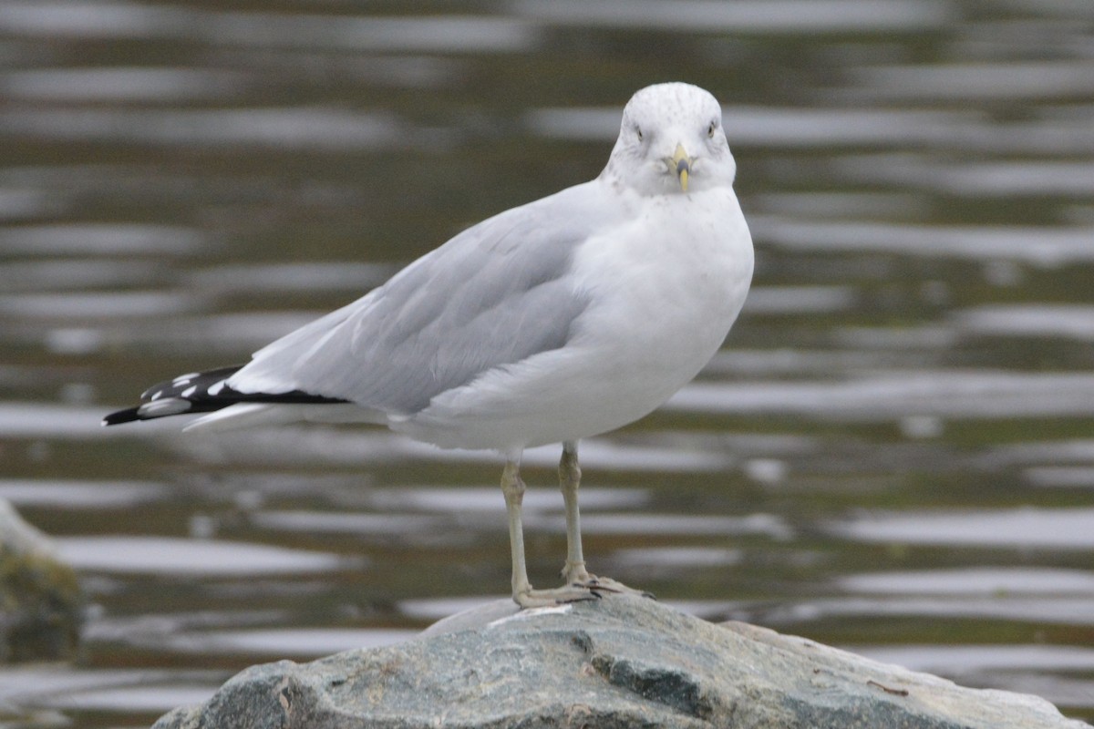 Ring-billed Gull - ML646436898