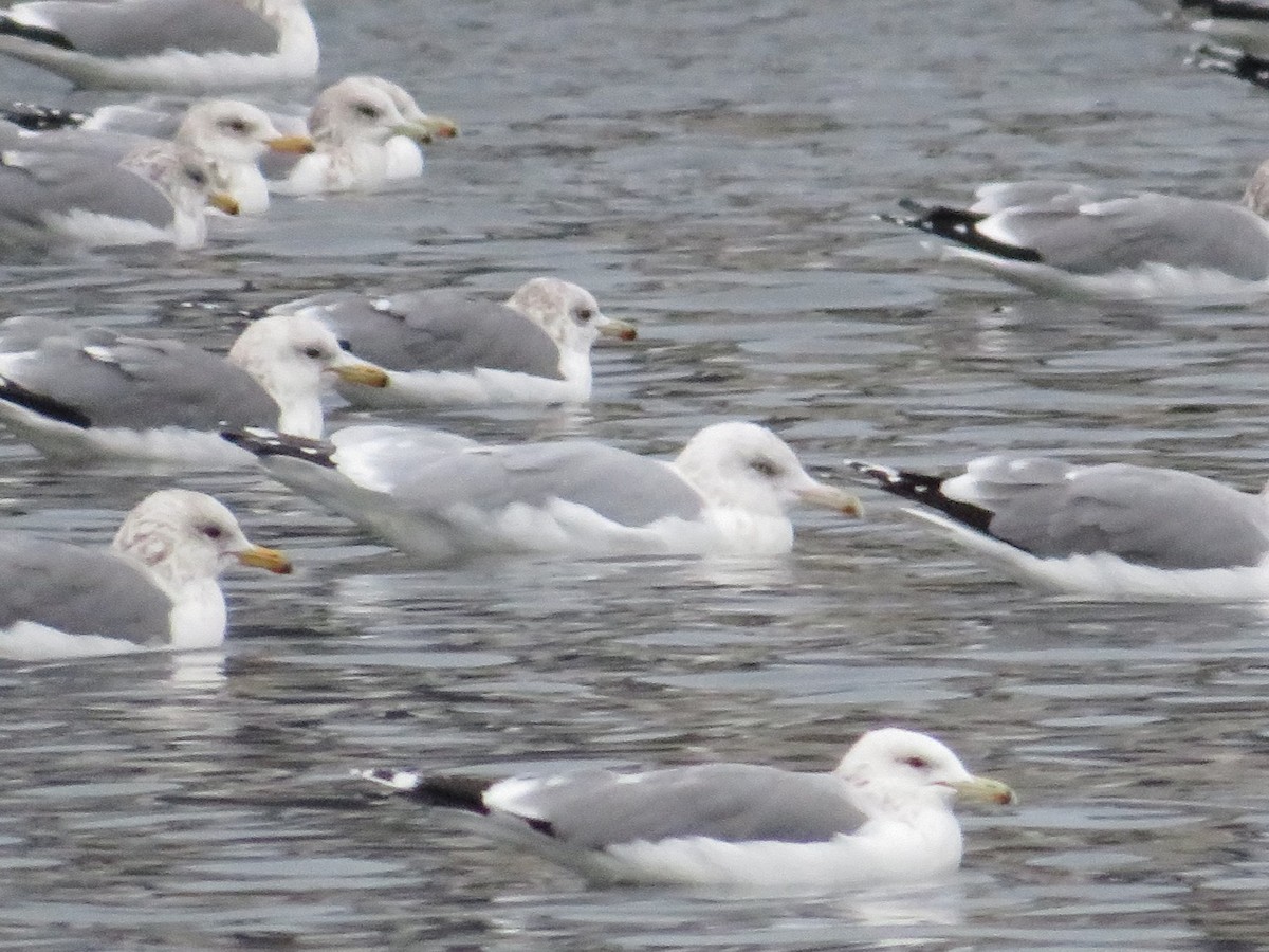 gull sp. - ML646436900